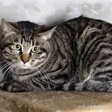 猫幼cattyo图片